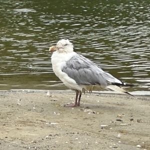 Meet your Posher, Gulls